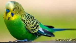 Kolik vlnitých parrotů žije doma a ve volné přírodě